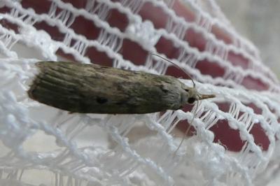 Aphomia sociella