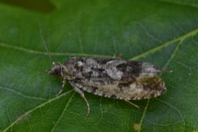 Zeiraphera isertana