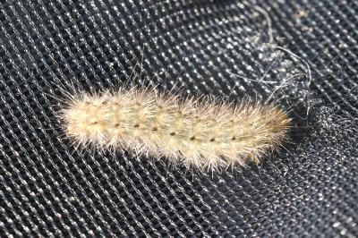 Diaphora mendica