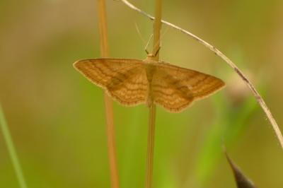 Idaea ochrata