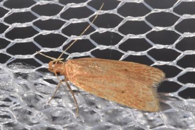 Helcystogramma rufescens