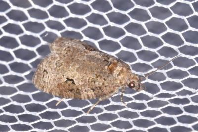 Apotomis semifasciana