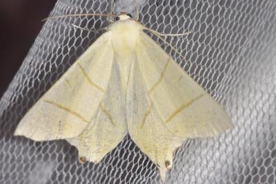 Ourapteryx sambucaria