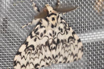 Lymantria monacha