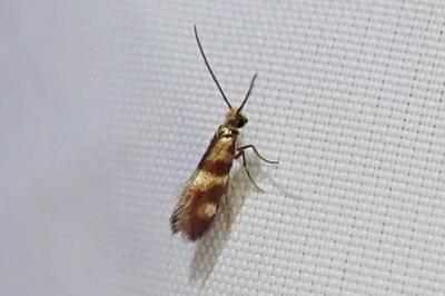 Micropterix aglaella