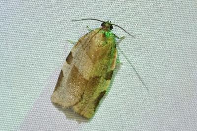 Choristoneura hebenstreitella