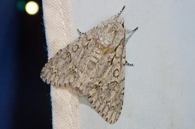 Acronicta aceris