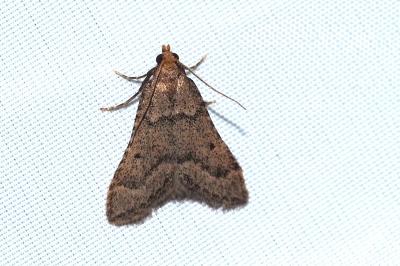 Bostra obsoletalis