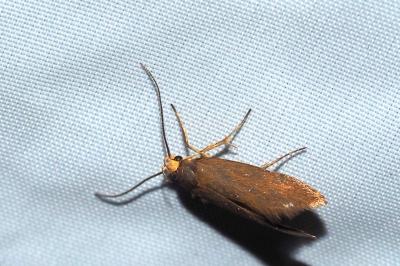 Crassa unitella