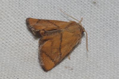 Apoda limacodes