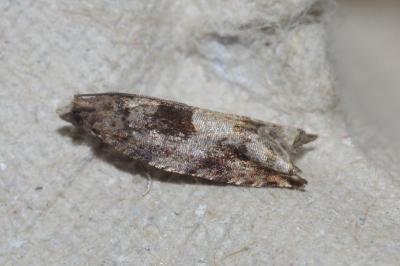 Rhopobota naevana