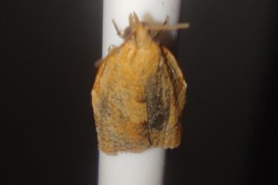 Clepsis consimilana