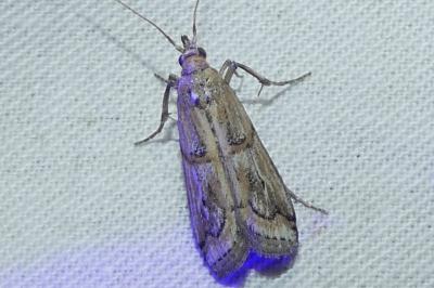 Pempelia genistella