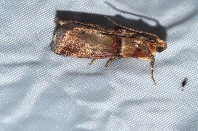 Acrobasis tumidana