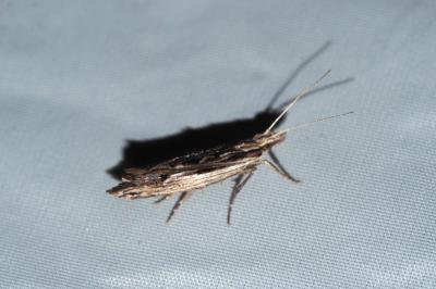 Ypsolopha scabrella