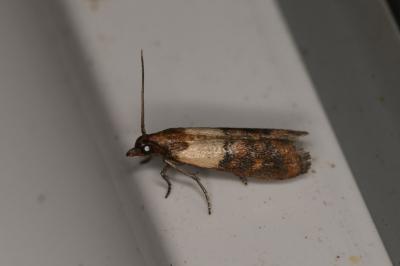 Plodia interpunctella