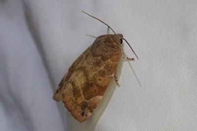 Cosmia affinis