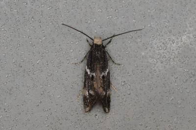 Elachista stabilella