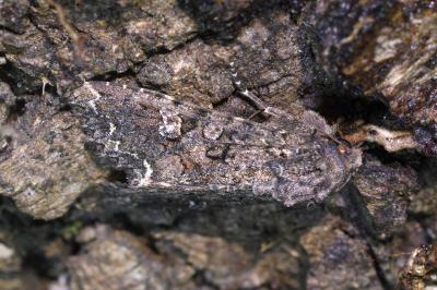 Mamestra brassicae