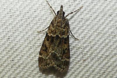 Eudonia mercurella