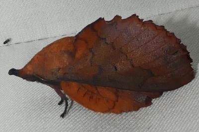 Gastropacha quercifolia