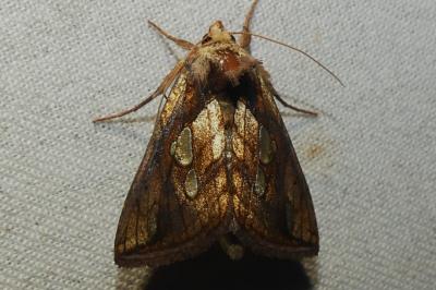 Plusia festucae