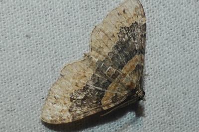 Xanthorhoe ferrugata