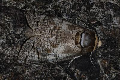 Cossus cossus