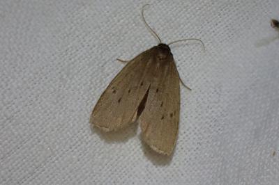 Pelosia obtusa