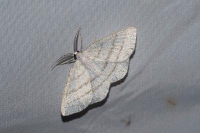 Cabera pusaria