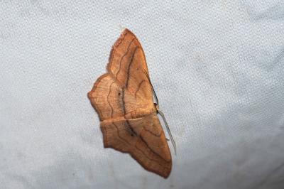 Scopula imitaria