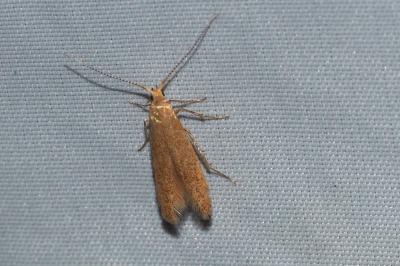 Coleophora lutipennella