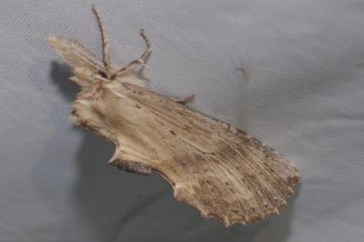 Pterostoma palpina