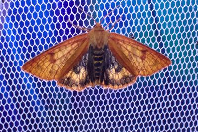 Diacrisia sannio