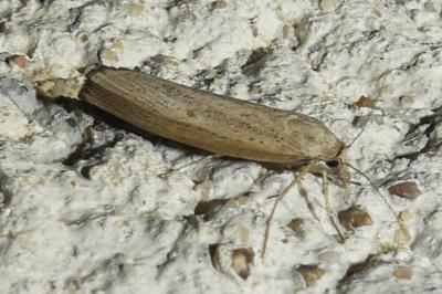 Pediasia contaminella