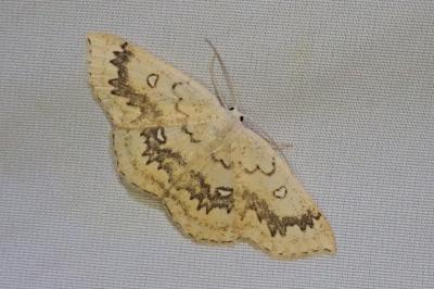 Cyclophora annularia