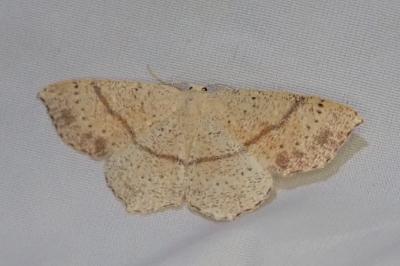 Cyclophora punctaria