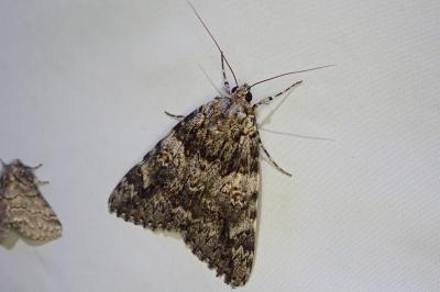 Catocala promissa