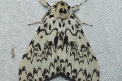Lymantria monacha