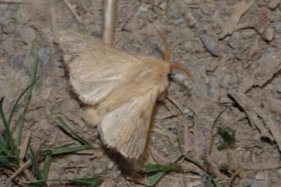 Malacosoma neustria