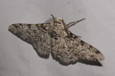 Biston betularia