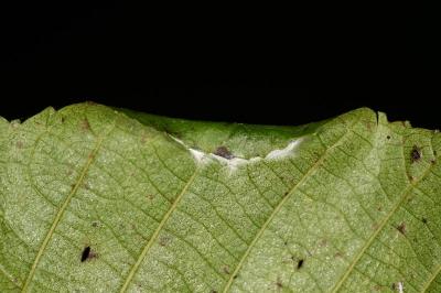 Caloptilia falconipennella