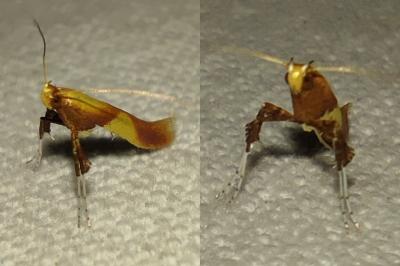 Caloptilia alchimiella