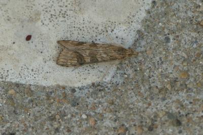 Nomophila noctuella