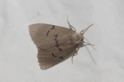 Apaidia mesogona