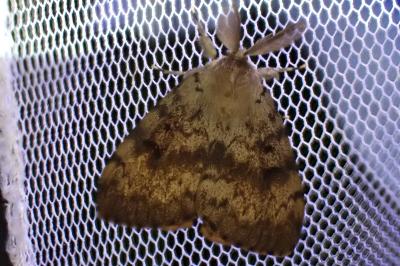 Lymantria dispar