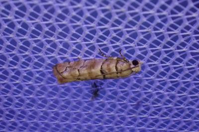 Pseudococcyx tessulatana