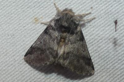 Thaumetopoea processionea