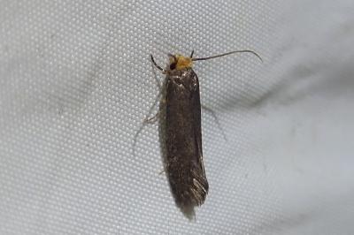Cephimallota crassiflavella