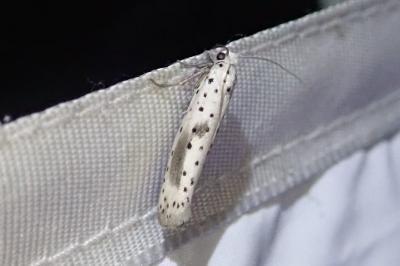 Yponomeuta irrorella